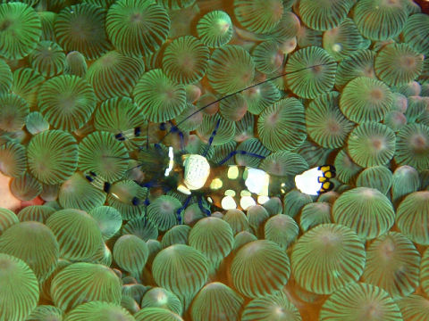 �ɓ������ʐ^�@�N���b�N�ő傫���Ȃ�܂�