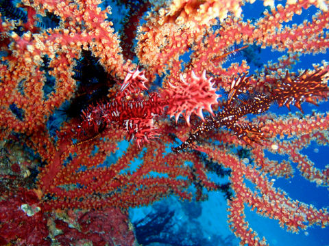 �ɓ������ʐ^�@�N���b�N�ő傫���Ȃ�܂�