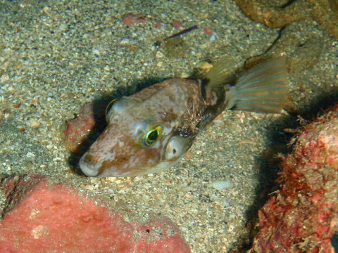 �ɓ������ʐ^�@�N���b�N�ő傫���Ȃ�܂�