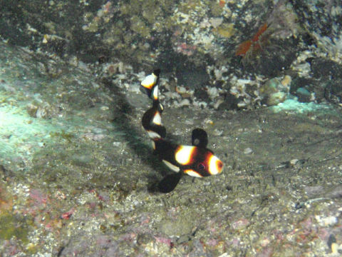 �ɓ������ʐ^�@�N���b�N�ő傫���Ȃ�܂�