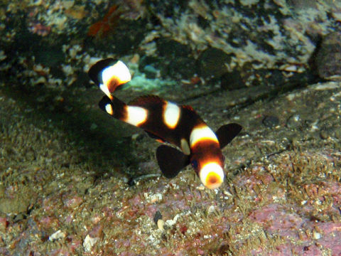 �ɓ������ʐ^�@�N���b�N�ő傫���Ȃ�܂�