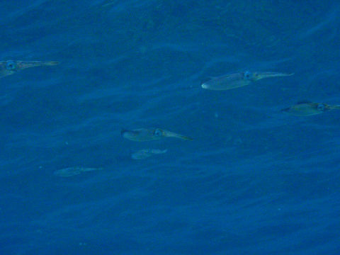 �ɓ������ʐ^�@�N���b�N�ő傫���Ȃ�܂�