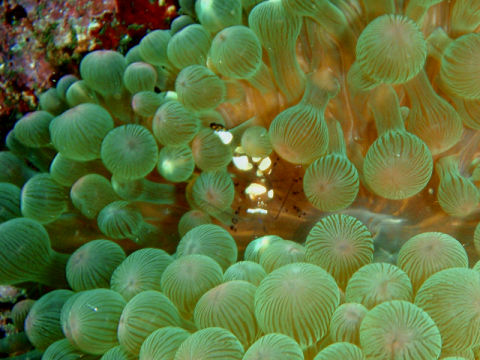 �ɓ������ʐ^�@�N���b�N�ő傫���Ȃ�܂�