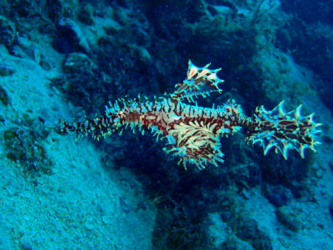 �ɓ������ʐ^�@�N���b�N�ő傫���Ȃ�܂�