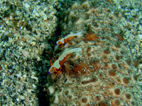 �ɓ������ʐ^�@�N���b�N�ő傫���Ȃ�܂�