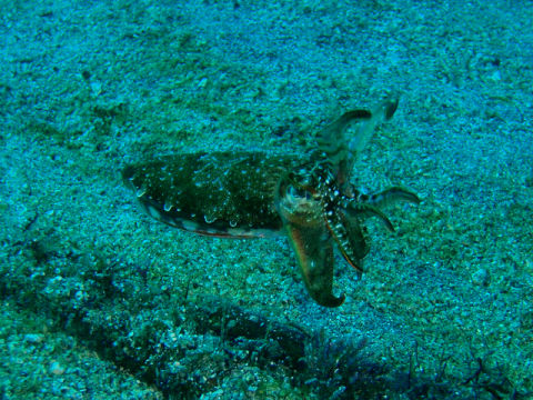 �ɓ������ʐ^�@�N���b�N�ő傫���Ȃ�܂�