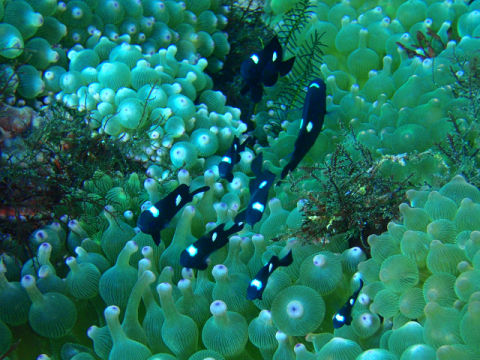 �ɓ������ʐ^�@�N���b�N�ő傫���Ȃ�܂�