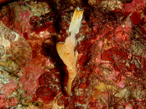 �ɓ������ʐ^�@�N���b�N�ő傫���Ȃ�܂�