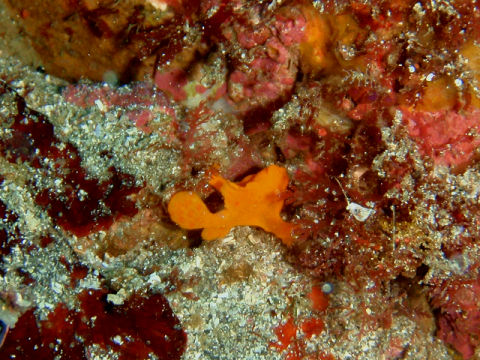 �ɓ������ʐ^�@�N���b�N�ő傫���Ȃ�܂�