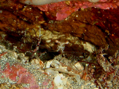 �ɓ������ʐ^�@�N���b�N�ő傫���Ȃ�܂�