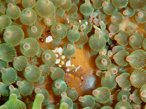 �ɓ������ʐ^�@�N���b�N�ő傫���Ȃ�܂�