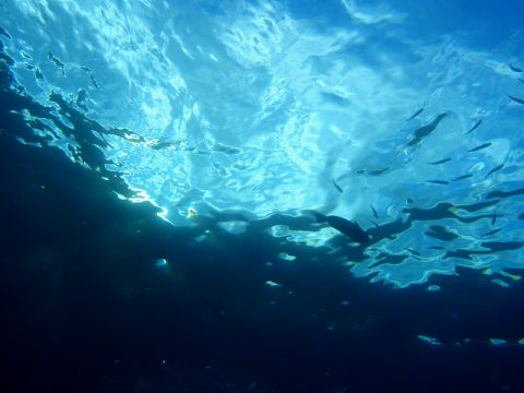 �ɓ������ʐ^�@�N���b�N�ő傫���Ȃ�܂�