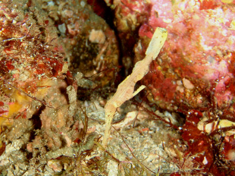 �ɓ������ʐ^�@�N���b�N�ő傫���Ȃ�܂�