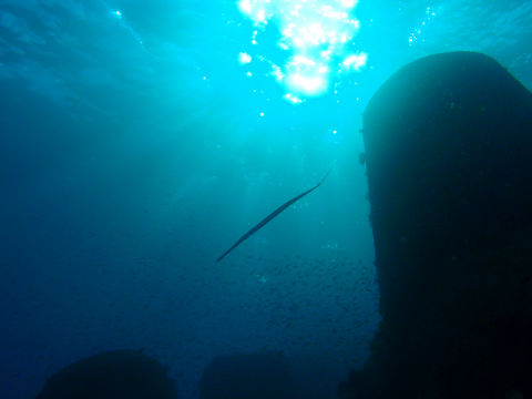 �ɓ������ʐ^�@�N���b�N�ő傫���Ȃ�܂�