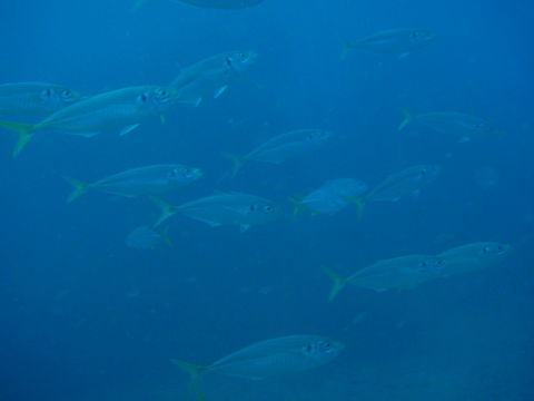 �ɓ������ʐ^�@�N���b�N�ő傫���Ȃ�܂�