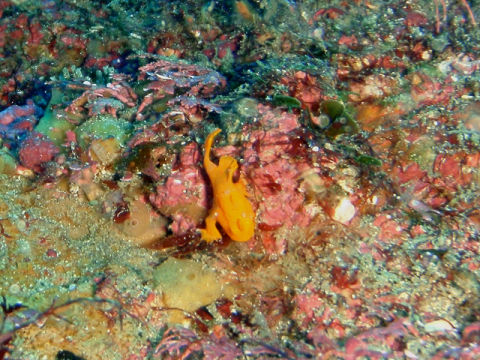 �ɓ������ʐ^�@�N���b�N�ő傫���Ȃ�܂�