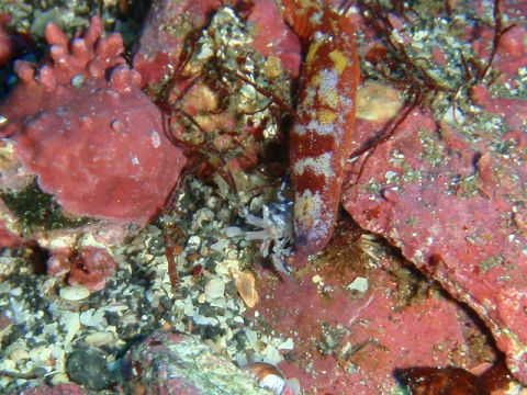 �ɓ������ʐ^�@�N���b�N�ő傫���Ȃ�܂�