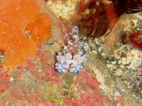 �ɓ������ʐ^�@�N���b�N�ő傫���Ȃ�܂�