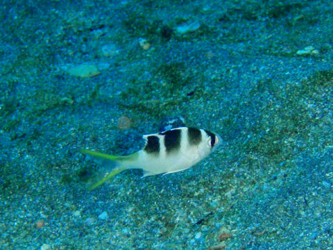 �ɓ������ʐ^�@�N���b�N�ő傫���Ȃ�܂�