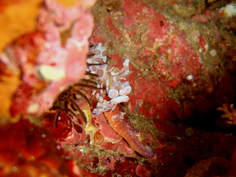 �ɓ������ʐ^�@�N���b�N�ő傫���Ȃ�܂�