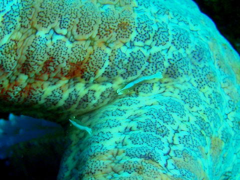 �ɓ������ʐ^�@�N���b�N�ő傫���Ȃ�܂�