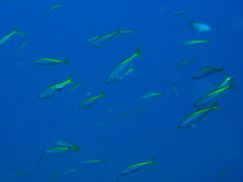 �ɓ������ʐ^�@�N���b�N�ő傫���Ȃ�܂�