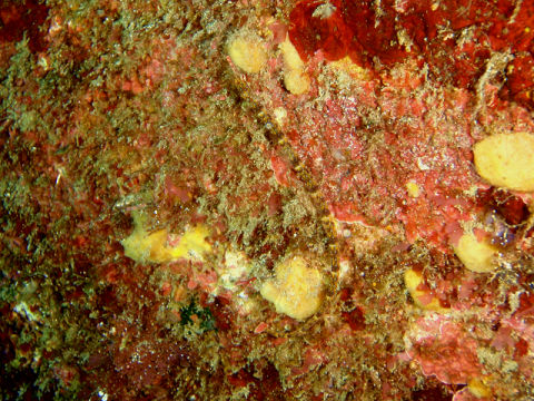 �ɓ������ʐ^�@�N���b�N�ő傫���Ȃ�܂�