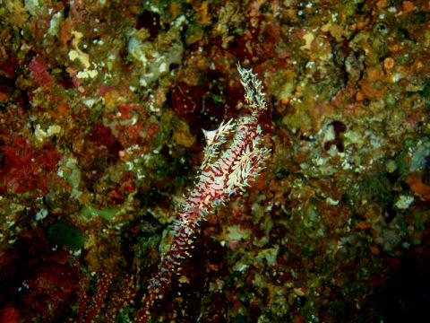 �ɓ������ʐ^�@�N���b�N�ő傫���Ȃ�܂�