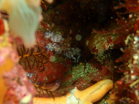 �ɓ������ʐ^�@�N���b�N�ő傫���Ȃ�܂�