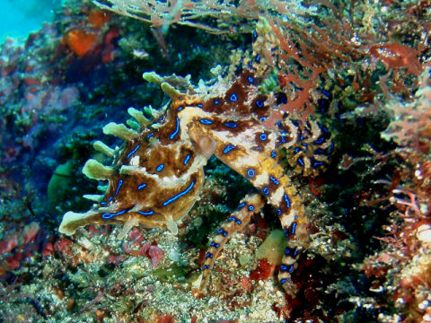 �ɓ������ʐ^�@�N���b�N�ő傫���Ȃ�܂�