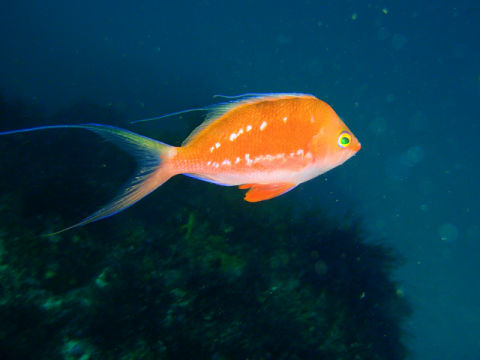 �ɓ������ʐ^�@�N���b�N�ő傫���Ȃ�܂�