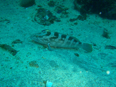 �ɓ������ʐ^�@�N���b�N�ő傫���Ȃ�܂�