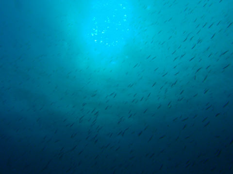 �ɓ������ʐ^�@�N���b�N�ő傫���Ȃ�܂�