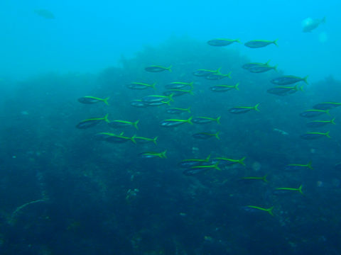 �ɓ������ʐ^�@�N���b�N�ő傫���Ȃ�܂�