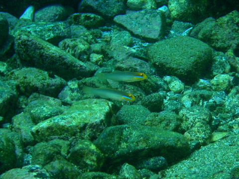 �ɓ������ʐ^�@�N���b�N�ő傫���Ȃ�܂�