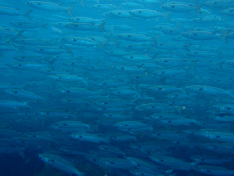 �ɓ������ʐ^�@�N���b�N�ő傫���Ȃ�܂�