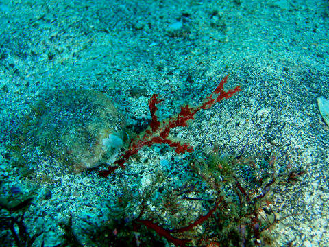 �ɓ������ʐ^�@�N���b�N�ő傫���Ȃ�܂�