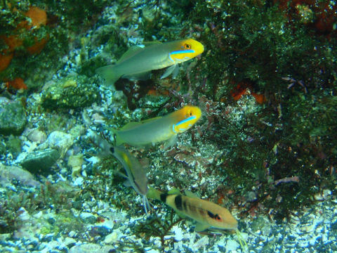 �ɓ������ʐ^�@�N���b�N�ő傫���Ȃ�܂�