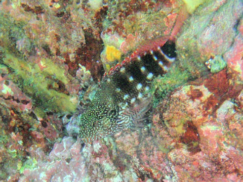 �ɓ������ʐ^�@�N���b�N�ő傫���Ȃ�܂�