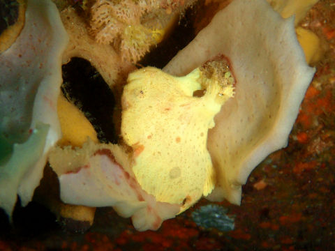 �ɓ������ʐ^�@�N���b�N�ő傫���Ȃ�܂�