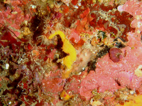 �ɓ������ʐ^�@�N���b�N�ő傫���Ȃ�܂�