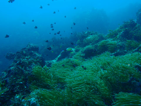 �ɓ������ʐ^�@�N���b�N�ő傫���Ȃ�܂�