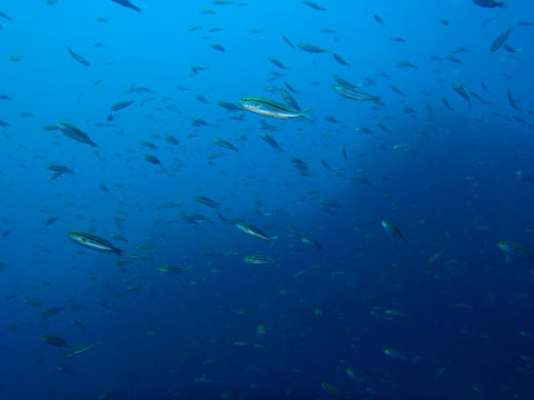 �ɓ������ʐ^�@�N���b�N�ő傫���Ȃ�܂�