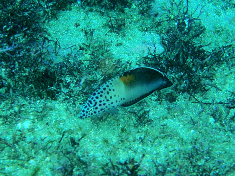 �ɓ������ʐ^�@�N���b�N�ő傫���Ȃ�܂�