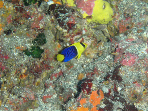 �ɓ������ʐ^�@�N���b�N�ő傫���Ȃ�܂�