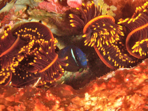 �ɓ������ʐ^�@�N���b�N�ő傫���Ȃ�܂�