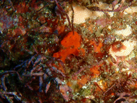 �ɓ������ʐ^�@�N���b�N�ő傫���Ȃ�܂�