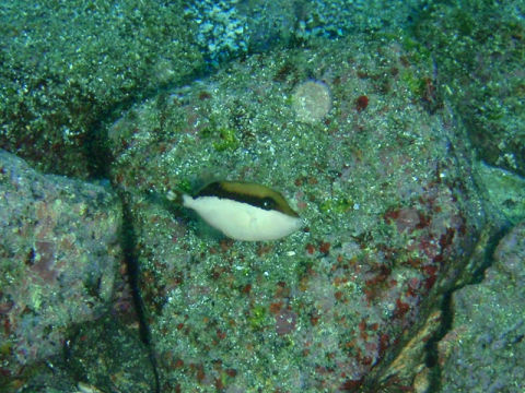 �ɓ������ʐ^�@�N���b�N�ő傫���Ȃ�܂�