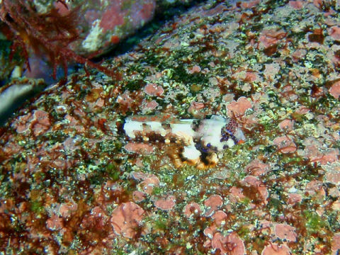 �ɓ������ʐ^�@�N���b�N�ő傫���Ȃ�܂�