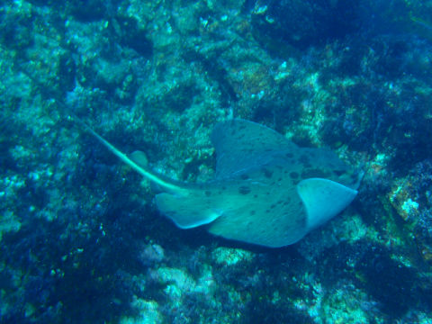 �ɓ������ʐ^�@�N���b�N�ő傫���Ȃ�܂�